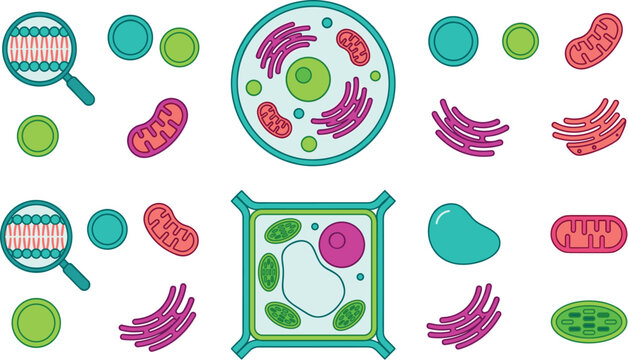 Plant and Animal Cell Anatomy Icon Set Comparing Cellular Structures Organelles Mitochondria Chloroplast Vacuole and Membrane Bilayer for Science Biology Education
