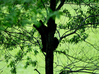 Silhouette of Black Bear Cub Clinging to Tree Trunk © kellyvandellen