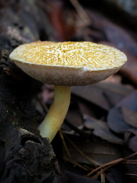 Bolete mushroom on the ground