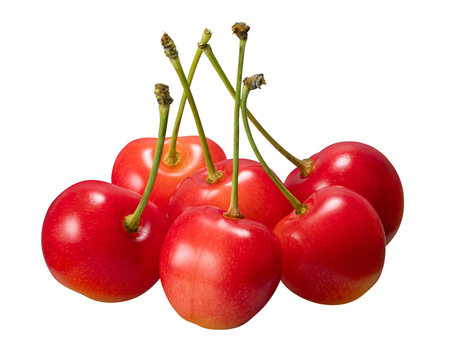 日本のサクランボ / Japanese cherries