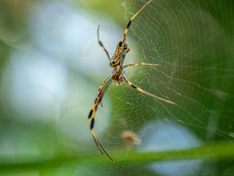 Banded orbweaver spider in web