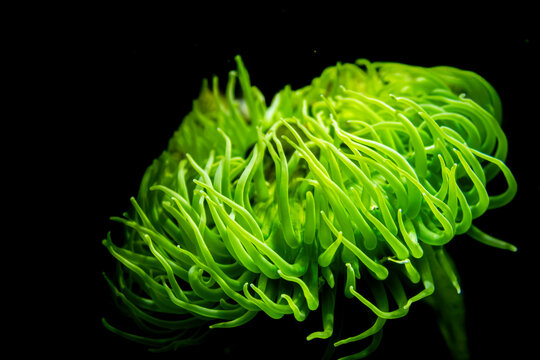 Giant green anemone sea organism in the aquarium tank.