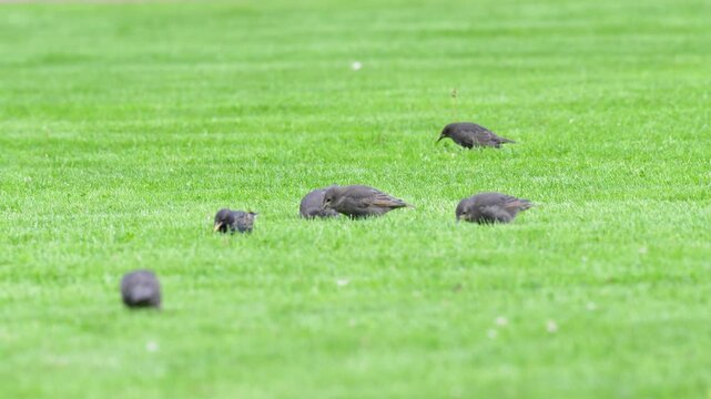 Group of European starlings (Sturnus vulgaris) chicks and adult bird parent feeding on grass lawn in park, juvenile starlings run after their parent begging for food, wild birds behavior in nature.