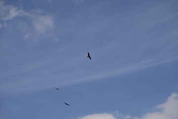 Obraz premium Three young red kite playing. Three juvenile Milvus milvus brawling up in the sky.