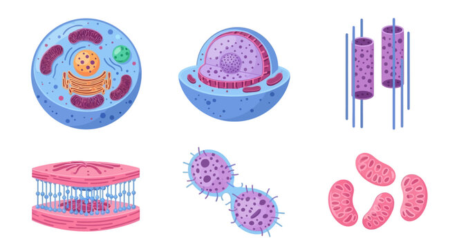 Cell Biology Structures.