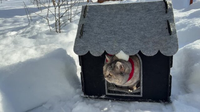 A cute cat is peeking at the snow from its cozy little house, refusing to step outside.