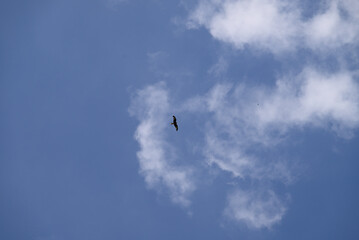 Fototapeta premium Three young red kite playing. Three juvenile Milvus milvus brawling up in the sky.