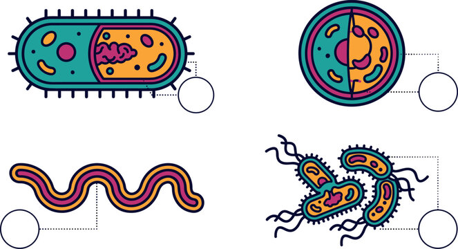 Bacterial Shapes Classification Infographic Set Showing Bacillus Coccus Spirillum Morphology Types and Microorganism Cellular Structures for Microbiology Science Education