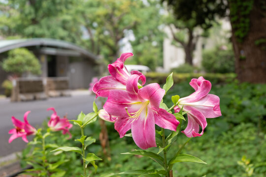Pink lily flowers blooming in a green park in early summer with a blurred background