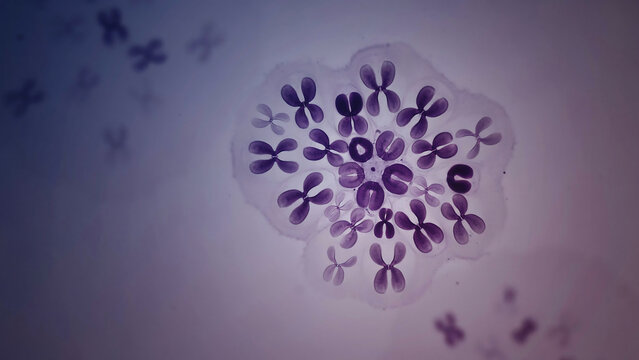 Microscopic view of chromosomes under a microscope  genetic material  dna  biology  science