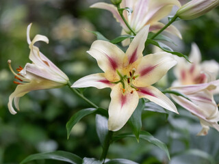 Obraz premium Close-up of beautiful blooming lily flowers with deep pink centers growing in a lush garden