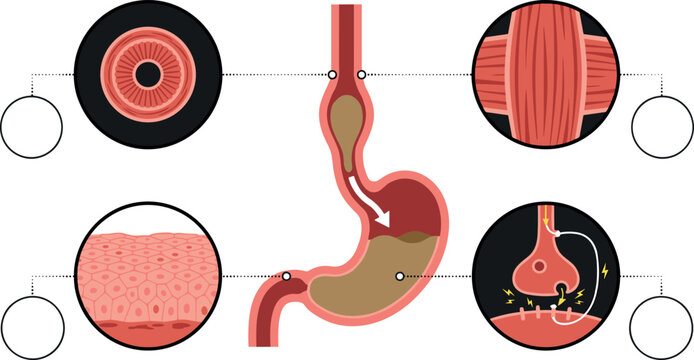 Stomach and Esophagus Anatomy Medical Diagram Set Vector Illustration Featuring Smooth Muscle Tissue Synapse and Epithelium Cells Structure
