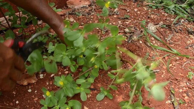 Foraging Common Purslane Plant With Yellow Flowers in Garden