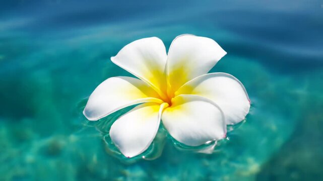 White plumeria frangipani flower with yellow center floating on clear turquoise water surface with gentle ripples and concentric circles in bright sunlight.