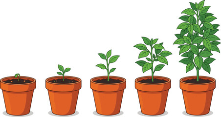 Fototapeta premium Plant growth stages vector illustration showing botanical life cycle from sprout to a mature green plant