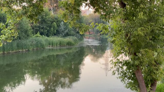 pond in the park