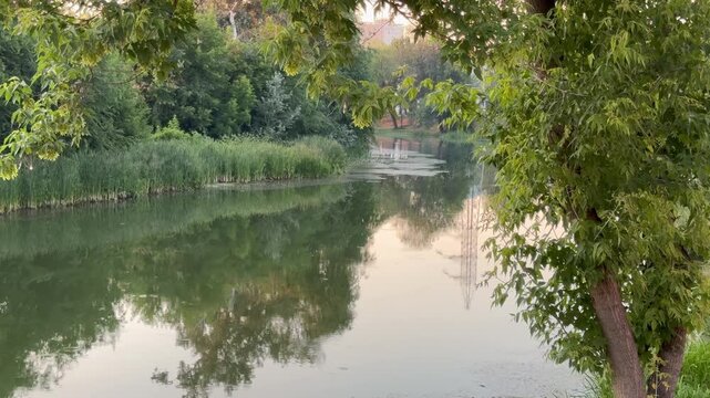 reflections in the water