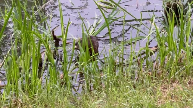 A fluffy little animal by the riverbank.