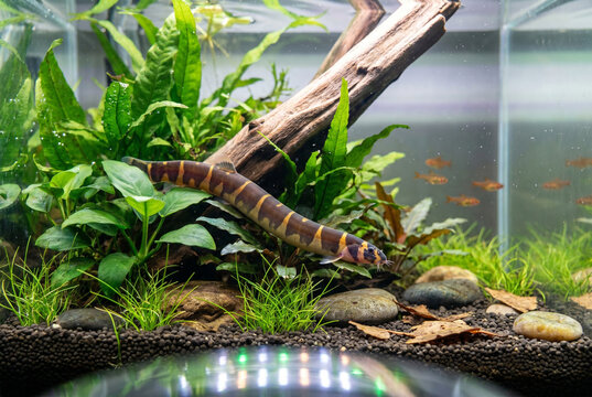 Freshwater tank loach fish swimming among aquatic plants and stones  