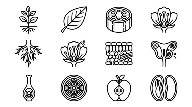 Botanical Icons: Plant Biology, Anatomy, and Growth Illustrations
