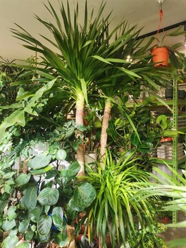 Lush Indoor Tropical Plant Collection Featuring Tall Spineless Yucca in a Modern Plant Shop