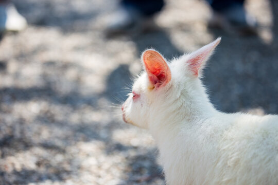 Visitors get up close and feed the docile brown and albino kangaroos.