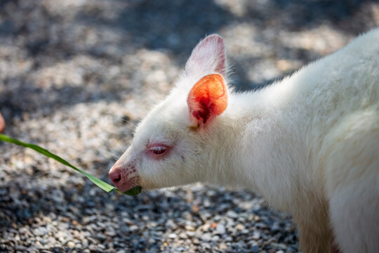 Visitors get up close and feed the docile brown and albino kangaroos.