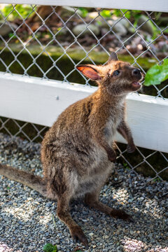 Visitors get up close and feed the docile brown and albino kangaroos.