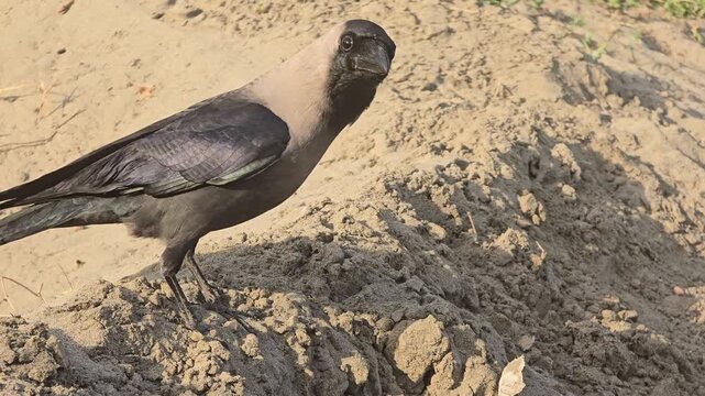 House crow standing on dry sandy ground, Corvus splendens bird in natural habitat, wild black and grey crow looking at camera in outdoor environment