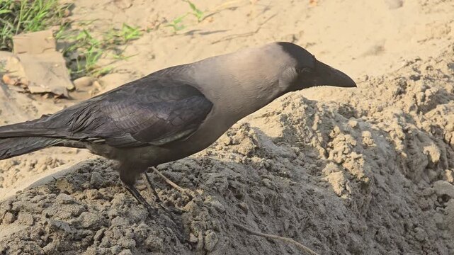 House crow standing on sandy ground, grey-necked crow foraging in natural habitat, wild bird watching in outdoor environment
