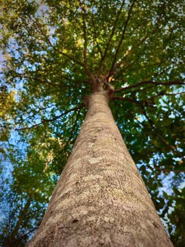 trees in the park