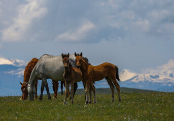 Obraz premium Animals graze in the high-mountain Asy region of Kazakhstan.