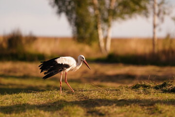 Fototapeta premium A white stork looks for food on the meadow. Ciconia ciconia. Portrait of a stork in beautiful evening light. Bird in the nature habitat.