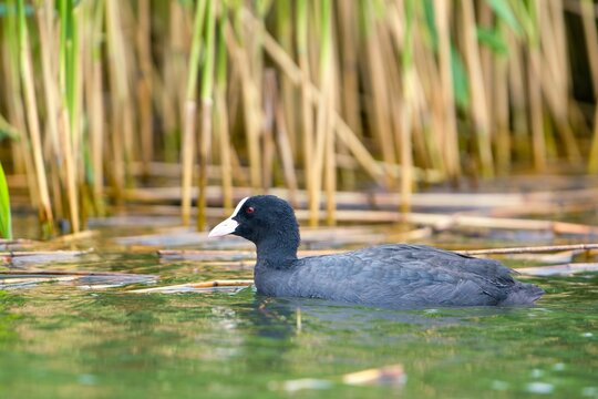 A Eurasian coot (Fulica atra) swims in the water . Portrait of a black water bird.