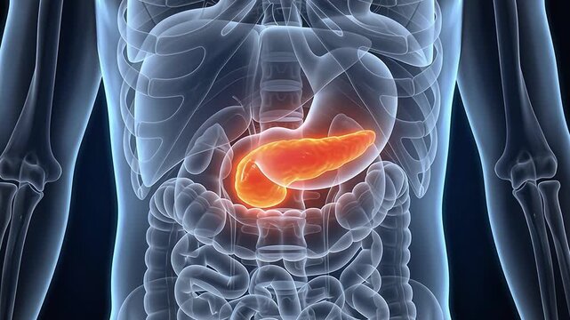 3D medical animation of glowing pancreas and spleen inside transparent blue human body showing abdominal organ anatomy on dark background