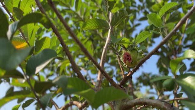 Close-up of partially eaten tropical guava fruit remaining on a branch after fruit bat feeding, showing who is involved in wildlife-plant interaction, natural feeding behavior during fruiting season.