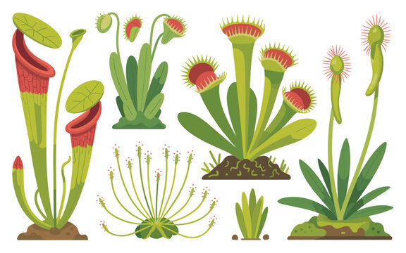 Several carnivorous plants are shown in a collection on soil backgrounds.