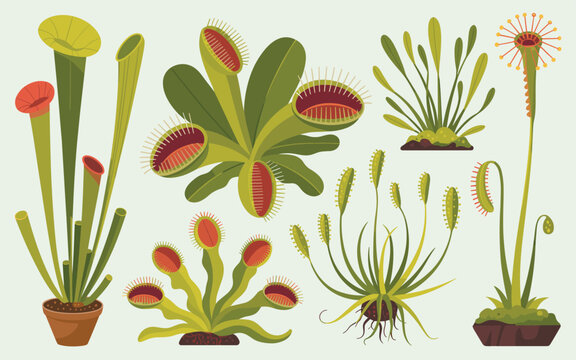 Various carnivorous plants are depicted in pots on a table indoors.