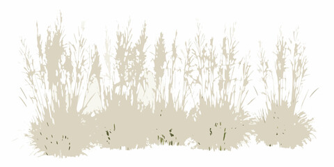 dry meadow grass with golden beige tones on white background natural vegetation botanical plant life ecosystem © Bijoy