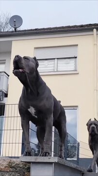 Cane corso dogs standing tall on a stone wall in this impressive cinematic motion video footage