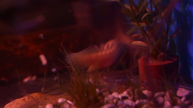 Albino Senegal Bichir Polypterus senegalus Exploring Planted Aquarium
