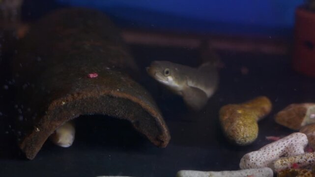 Senegal Bichir Polypterus senegalus Swimming in Blue Aquarium
