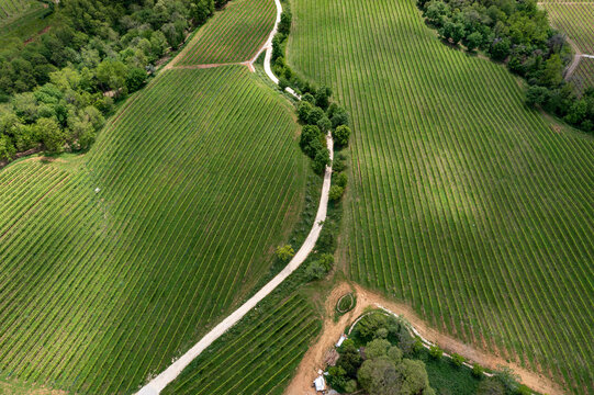 Aerial view of the lush green vineyards of Bele Casel in the Prosecco DOCG region, featuring rolling hills, a winding dirt path, and dense woodland in Asolo, Veneto, Italy.