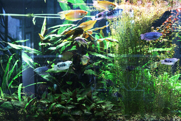 Aquatic plants sway gently near swimming fish © gelog67
