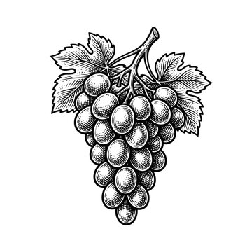 Black and white vintage engraving of a bunch of grapes