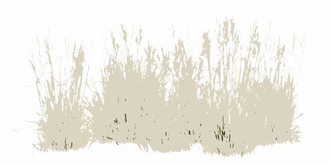 dry meadow grass with golden beige tones on white background natural texture botanical vegetation landscape seasonal autumn fall outdoor ecology environment © Lalin