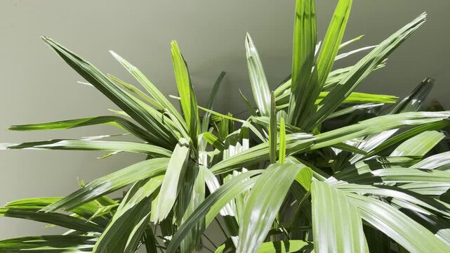Rhapis excelsa, also known as broadleaf lady palm or bamboo palm, is a species of fan palm. Waikiki, Honolulu, Oahu, Hawaii. 