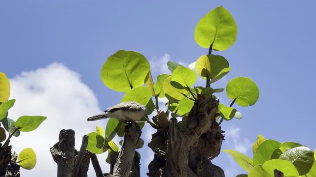 Coccoloba uvifera is a species of tree and flowering plant in the buckwheat family, Polygonaceae. seagrape and baygrape. Waikiki, Honolulu, Oahu, Hawaii. 