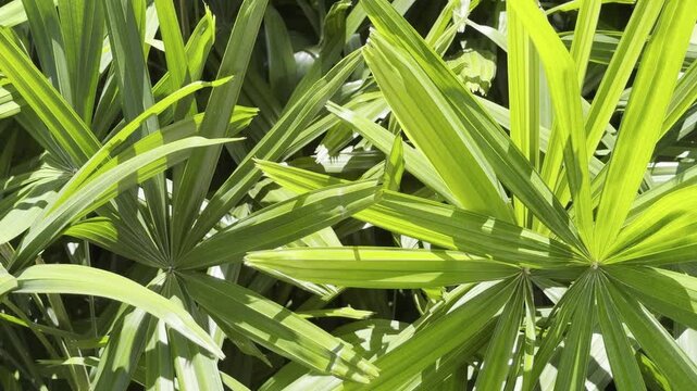 Rhapis excelsa, also known as broadleaf lady palm or bamboo palm, is a species of fan palm. Waikiki, Honolulu, Oahu, Hawaii. 