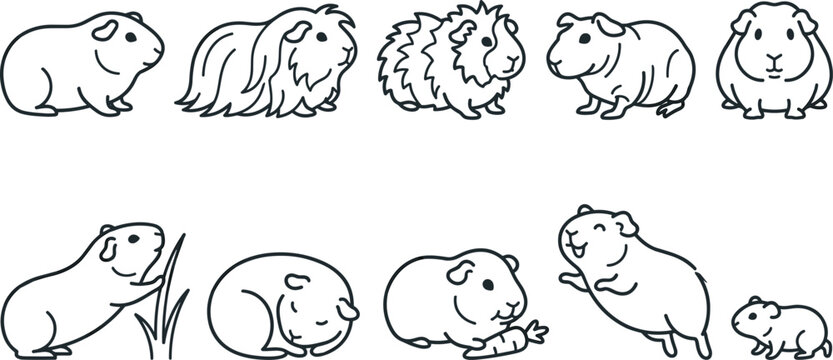 Cute Guinea Pig Line Art Collection Featuring Cavy Pet Outline Illustrations with Longhair Smoothhair Sitting Eating Resting and Playful Poses for Animal Design